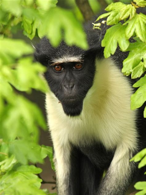 On Becoming A Guinea Fowl 2025 𝚆𝚊𝚝𝚌𝚑 Online
